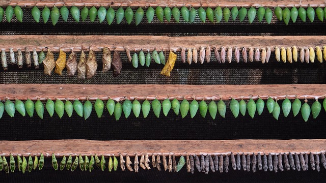 software development