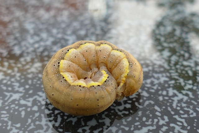 software development